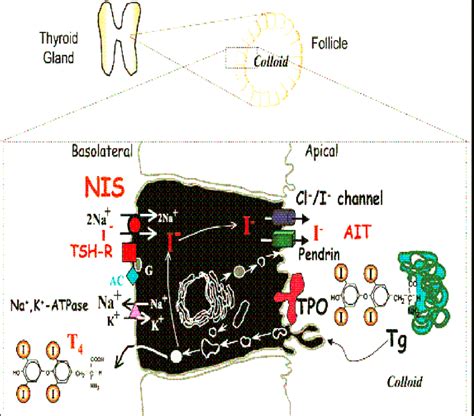 4:-Schematic representation of thyroid hormones synthesis in the... | Download Scientific Diagram