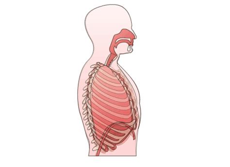 Top 117 + Human respiration animation - Lifewithvernonhoward.com