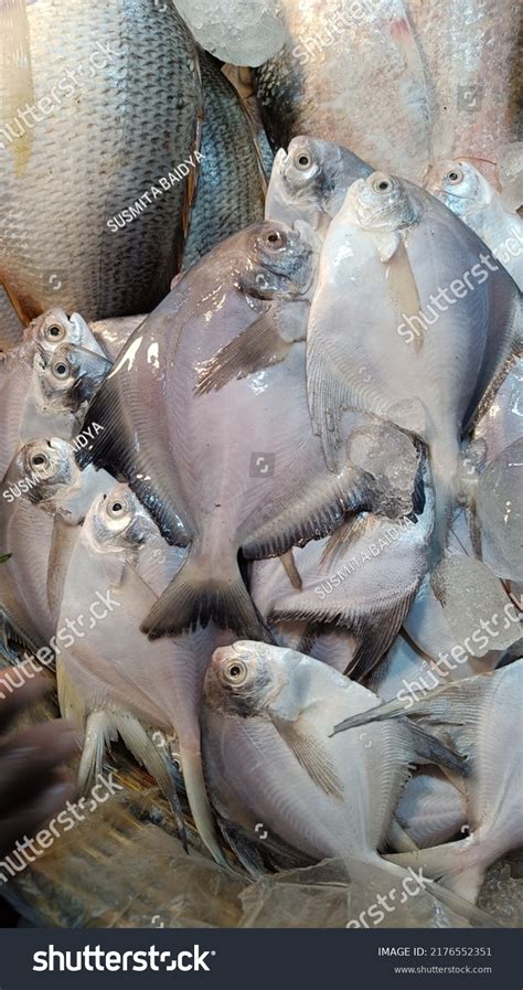 155 Indian butterfish Images, Stock Photos & Vectors | Shutterstock