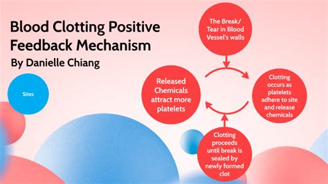 Blood Clotting-Positive Feedback Loop Mechanism by Danielle Chiang on Prezi