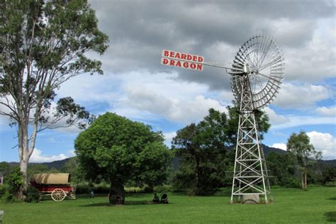 The Bearded Dragon Mt Tamborine | Must Do Gold Coast