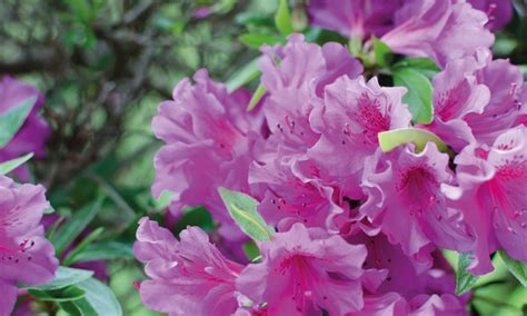 2 or 4 Hardy Dwarf Azalea Plants | Groupon