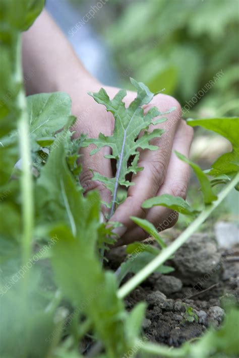 Harvesting kale (Brassica oleracea) - Stock Image - C053/4530 - Science ...