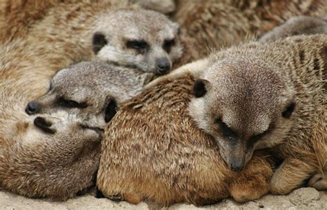 Sleeping Meerkat Stock Photos, Pictures & Royalty-Free Images - iStock