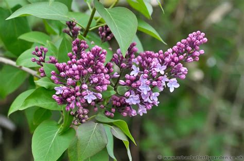 Lilac (Syringa) A Popular Spring Flowering Garden Shrub | Urban Butterfly Garden