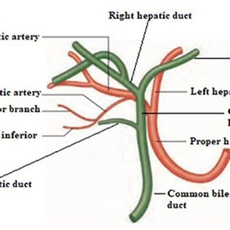 (PDF) Anatomical variations and clinical relevance of cystic artery: a ...