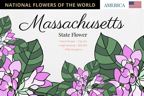 Massachusetts State Flower Graphic by Hanatist Studio · Creative Fabrica