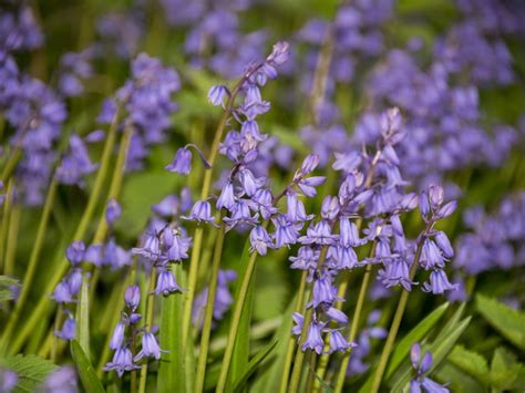 Bluebell Weed Control - How To Control Bluebells In The Garden