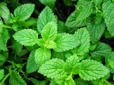 Benefits of Spearmint Leaves to Cope With Bad Breath and Skin Health ...