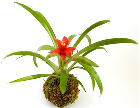 Bromeliads as Houseplants: A Guide to Caring for and Growing these Fascinating Plants at Home ...