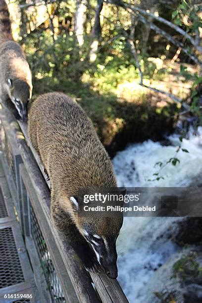 Iguazu Falls Wildlife Photos and Premium High Res Pictures - Getty Images