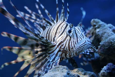 Spiky fish stock photo. Image of stripes, deep, ocean - 2449102