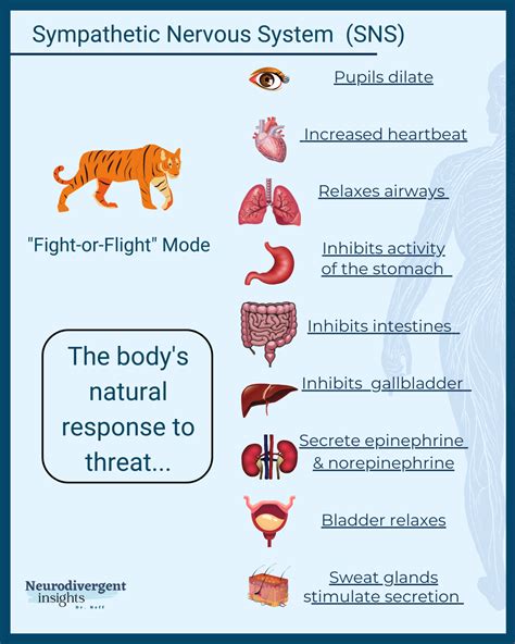 Fight Or Flight Response Examples