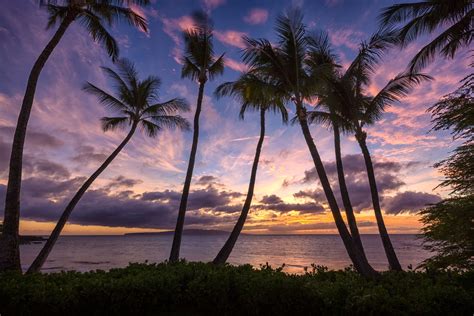 Palm Trees - Maui, Hawaii | Palm trees, Nature tree, Photo tree