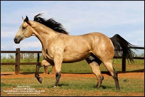 Beautiful Buckskin Horse | Horses, Buckskin Horse, Quarter Horse