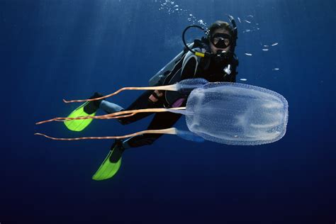 Sea Wasp Life Cycle