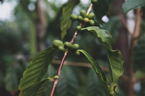 Where Is Robusta Coffee Grown? What to Know! | Coffee Affection