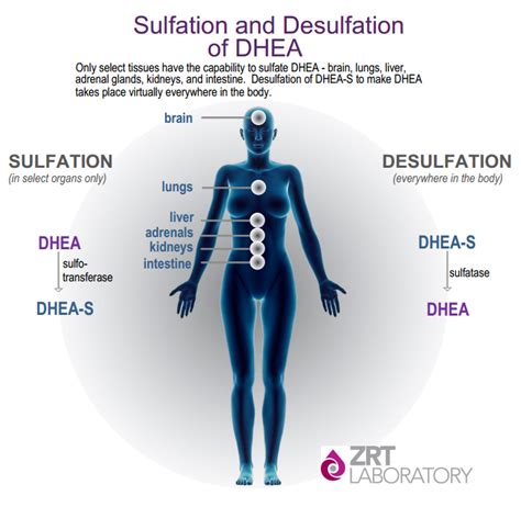 How To Increase Dhea - Rowwhole3