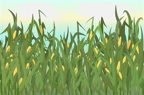 [90] Corn field Clipart Vector PNG , SVG, EPS, PSD, AI