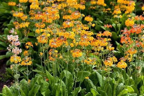 Primula bulleyana (Candelabra Primrose)