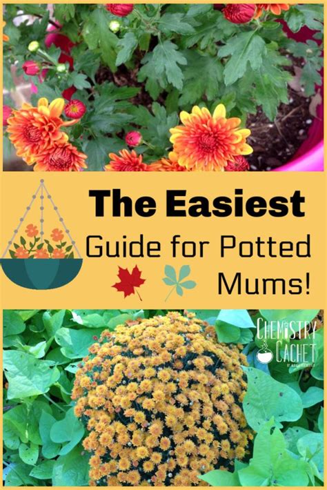 The Easiest Guide For Potted Mums