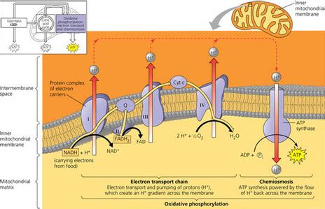 Electron Transport Chain - Exploring Cellular Respiration