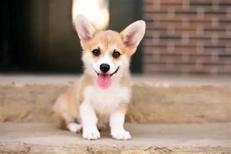 Tips for Adopting a Corgi Puppy - Puppy4Homes