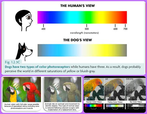 Cat Vision Vs Human Vision