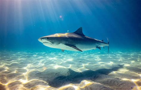 The Biggest Bull Shark Ever Recorded - Animals Around The Globe