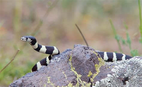 Common Kingsnake (Lampropeltis getula)