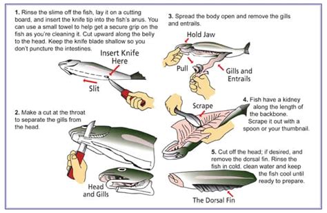 How to clean a fish - Fish Lovers Guide