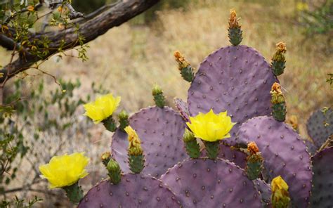 cactus, Flower, Bokeh, Desert, Plant, Nature, Landscape Wallpapers HD / Desktop and Mobile ...