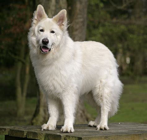 About Dog White German Shepherd: How Well Is Your White German Shepherd Groomed?