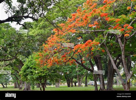 Flamboyant Tree High Resolution Stock Photography and Images - Alamy