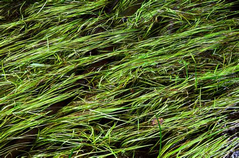 Eel-grass - Stock Image - C040/3678 - Science Photo Library