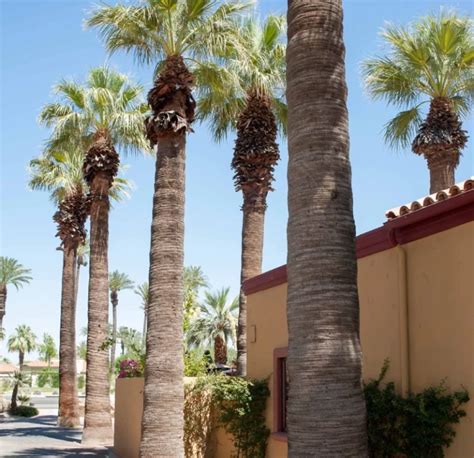 California Fan Palm Trees | Buy Now & Transform Your Yard