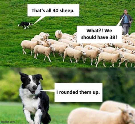 sheep Memes & GIFs - Imgflip