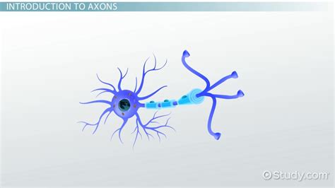 Axons: Definition & Function - Video & Lesson Transcript | Study.com