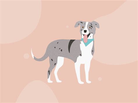 Dog Animation by Tabitha Stead on Dribbble