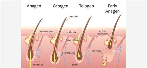 Hair Growth Cycle - Stages Of Hair Growth