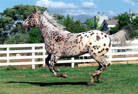 Cavalo Appaloosa | Horses, Appaloosa horses, Appaloosa