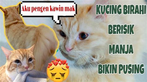 45+ Meme Lucu Kucing Kawin | Serbameme