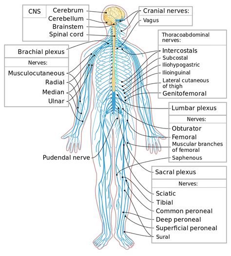 Control Systems | Biology for Majors II | | Course Hero