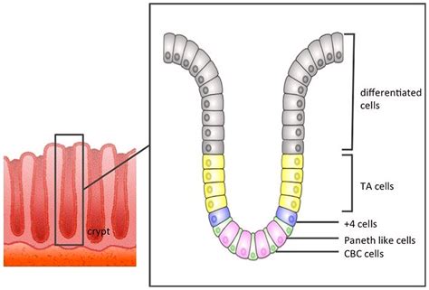 Frontiers | Culturing intestinal stem cells: applications for ...