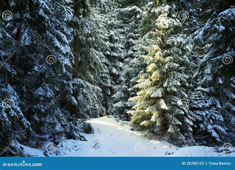 Pine Tree Forest During Winter Stock Photos - Image: 28780123