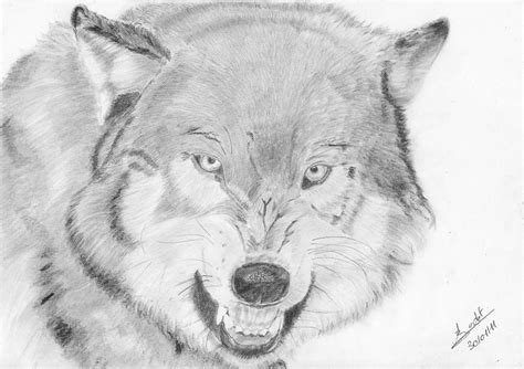 Loup Enerve -angry Wolf Drawing by Annie GODET