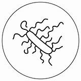 Online Coloring Bacteria  AMNH sketch template
