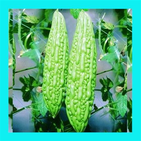 GOURD-BITTER MELON - Heritage organic open pollinated seeds