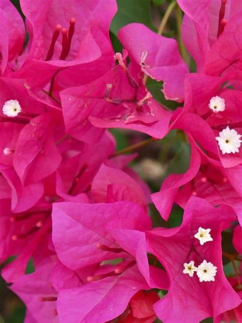 A guide to bougainvillea in winter – Artofit