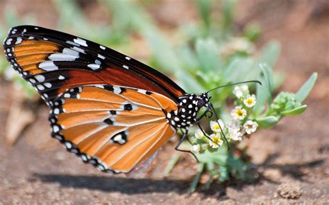 10 Cool things about the monarch African butterfly | AnimalTalk